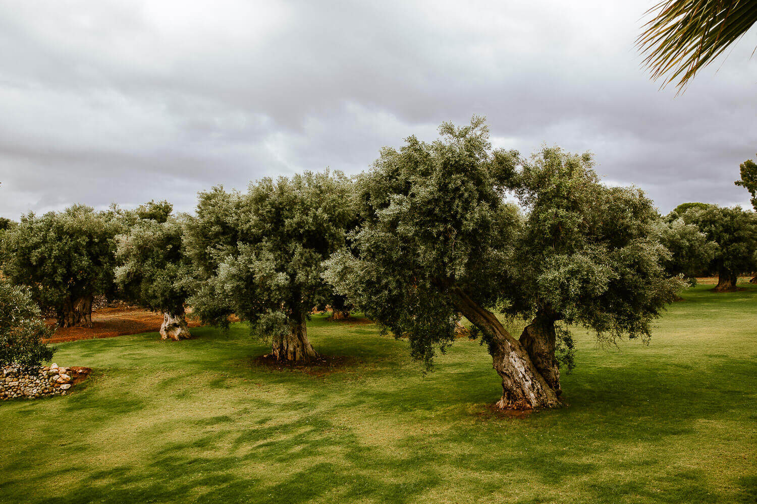 wedding masseria antica lama photographer puglia fasano