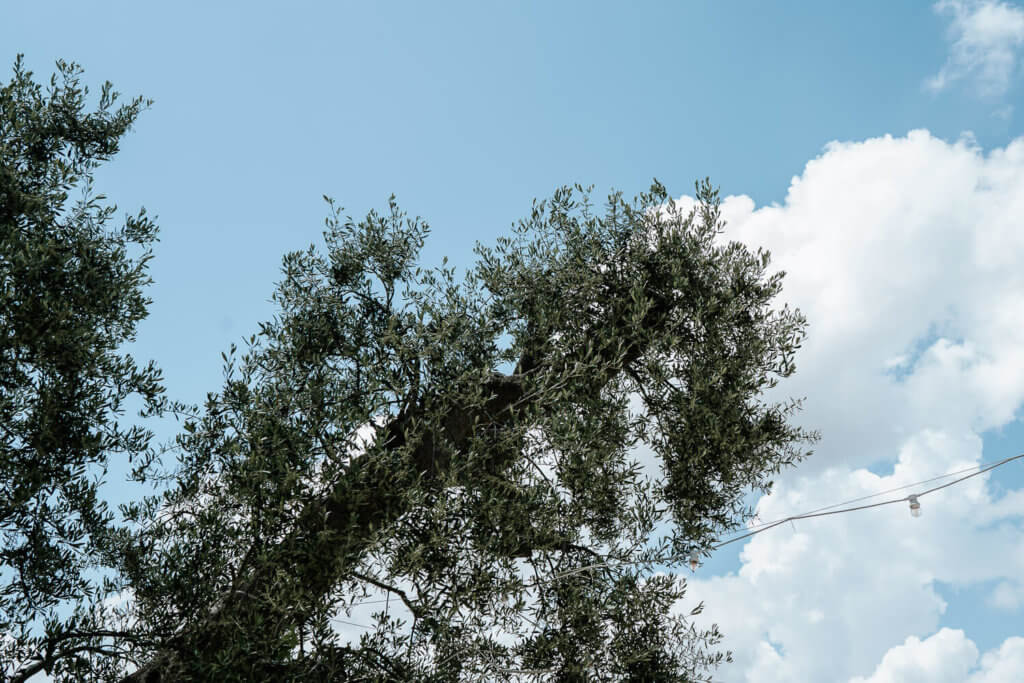  Hochzeitsfotograf Apulien, Hochzeitsfotograf Apulia, Hochzeitsfotograf Puglia, wedding masseria grieco, wedding photographer ostuni, wedding photographer puglia, wedding photographer lecce, reportage puglia, fotografo lecce, masseria grieco