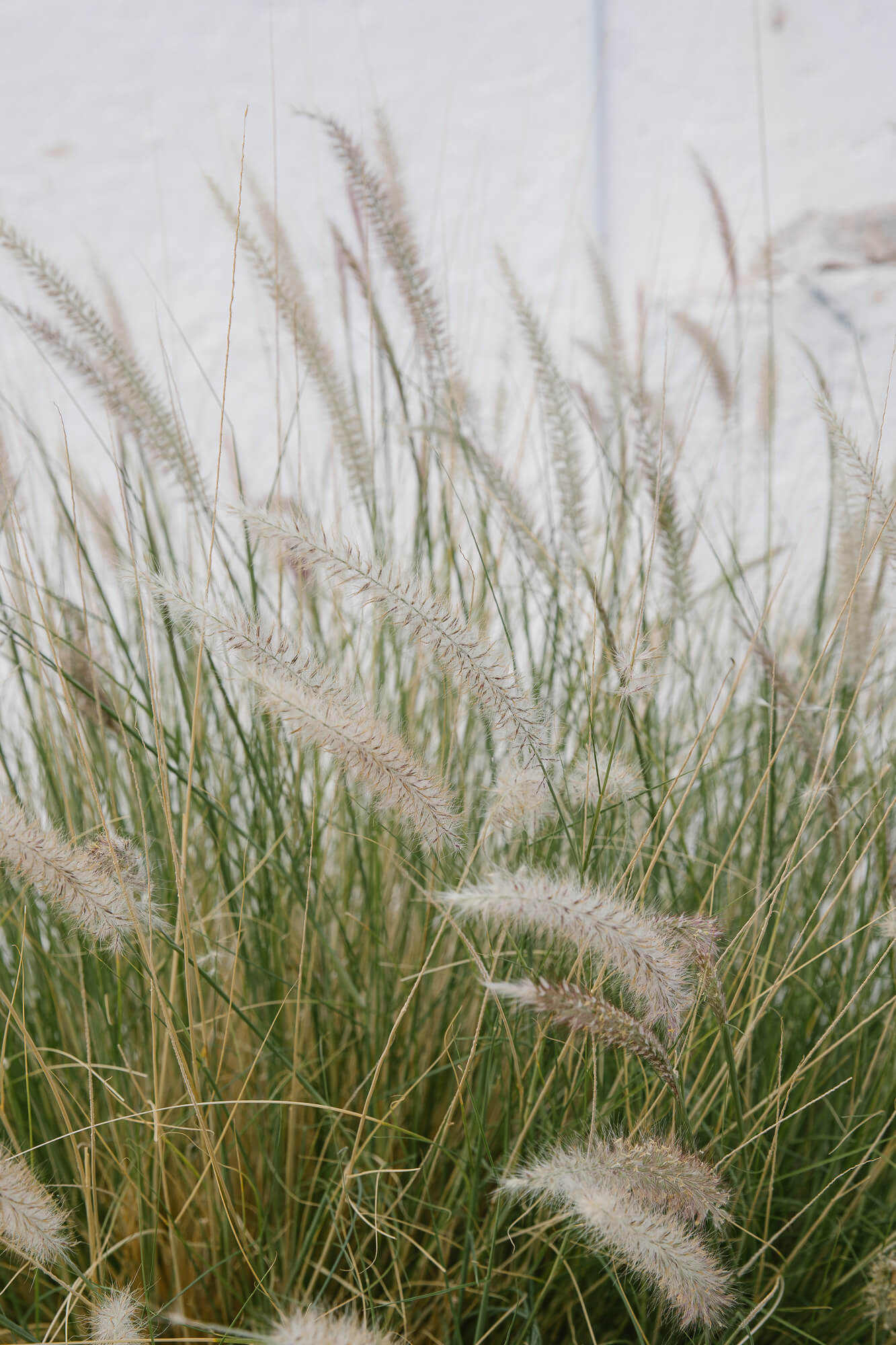 Feather grass against a whitewashed wall in Puglia