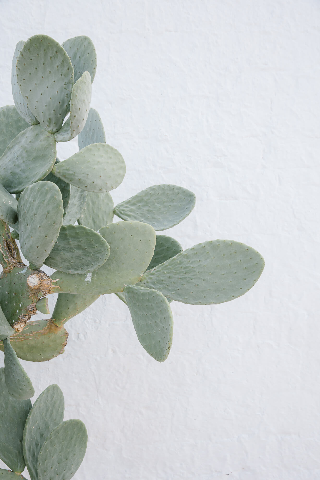 Prickly pear against a white wall at Masseria Mozzone