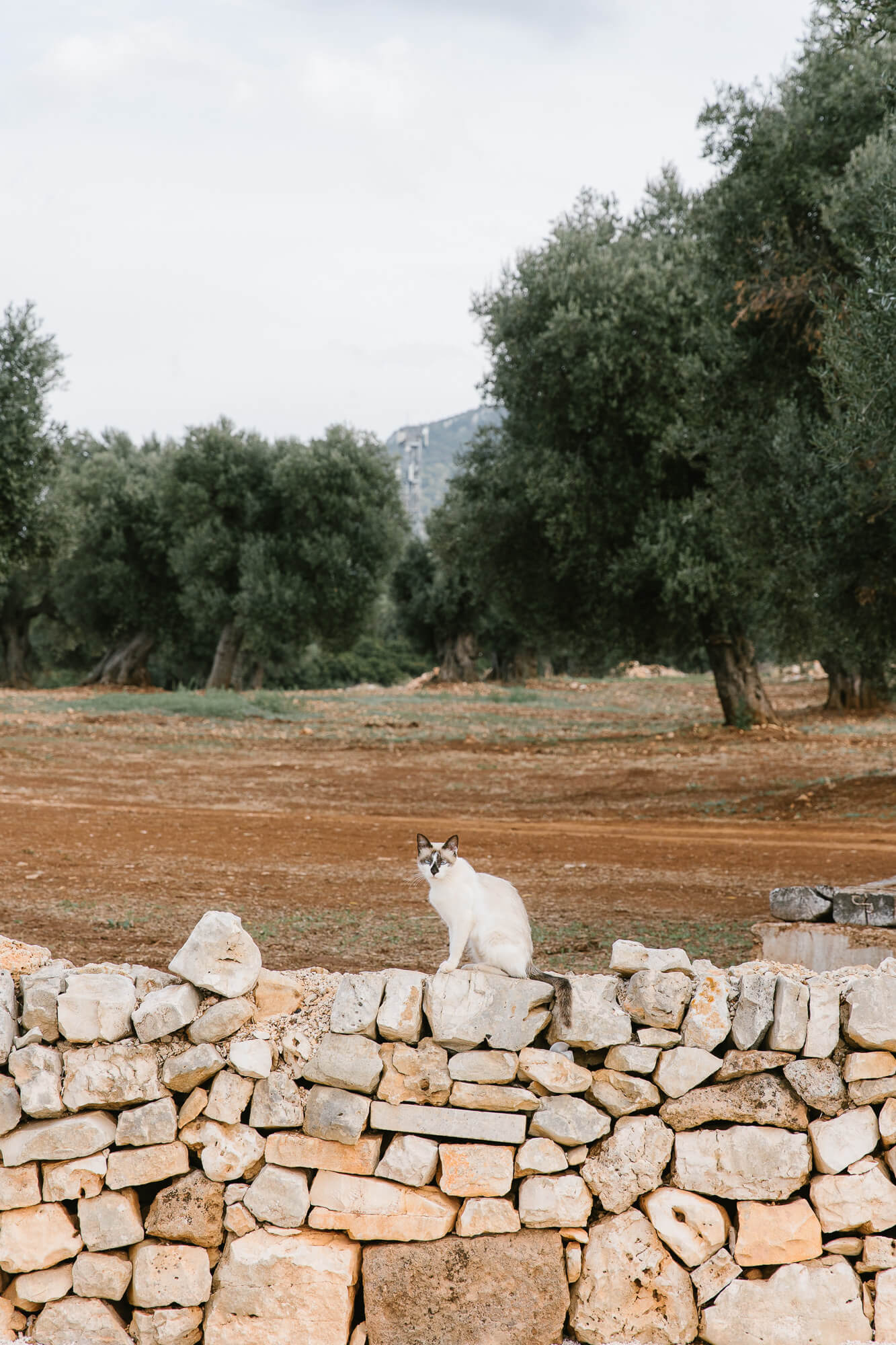 Cat on a dry stone wall among the olive groves of Puglia